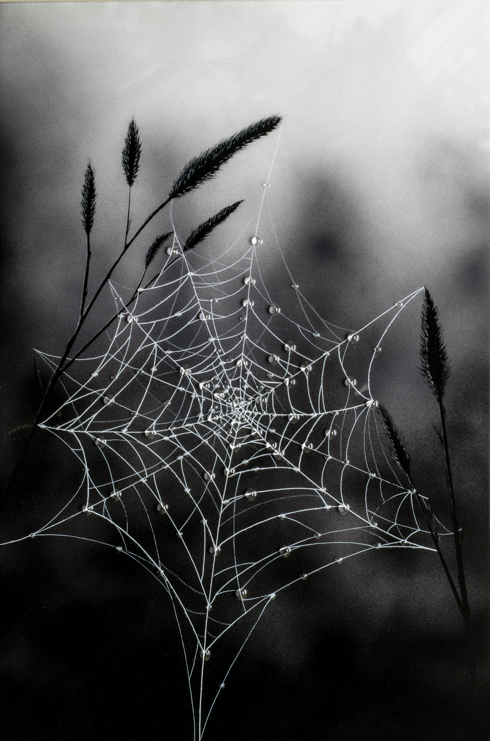 Fragile Beauty