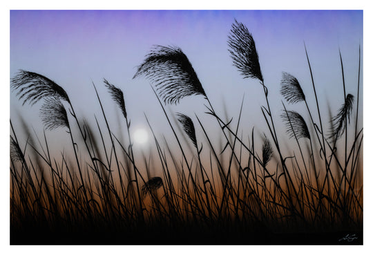 Ballet Of The Breeze