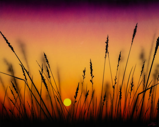Dance Of Color