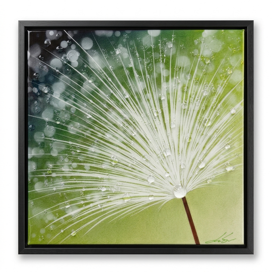 Morning Dew