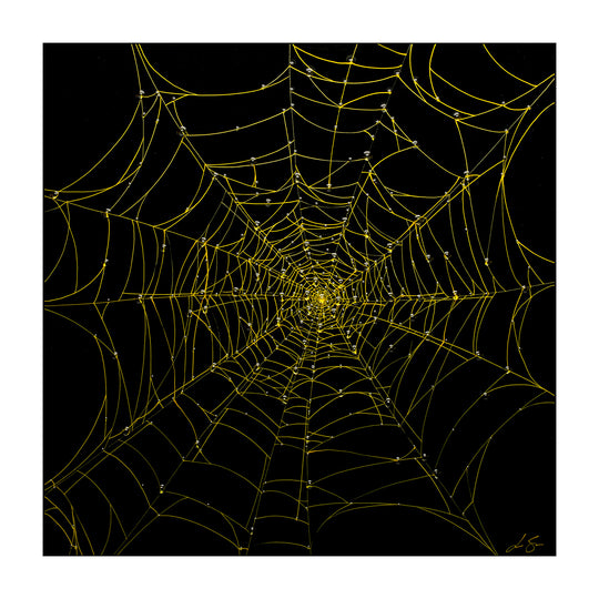Nocturnal Network