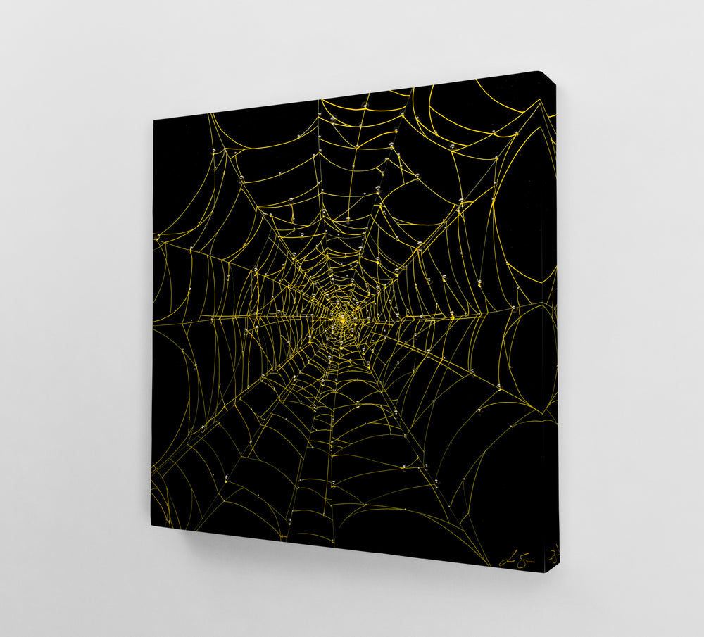Nocturnal Network