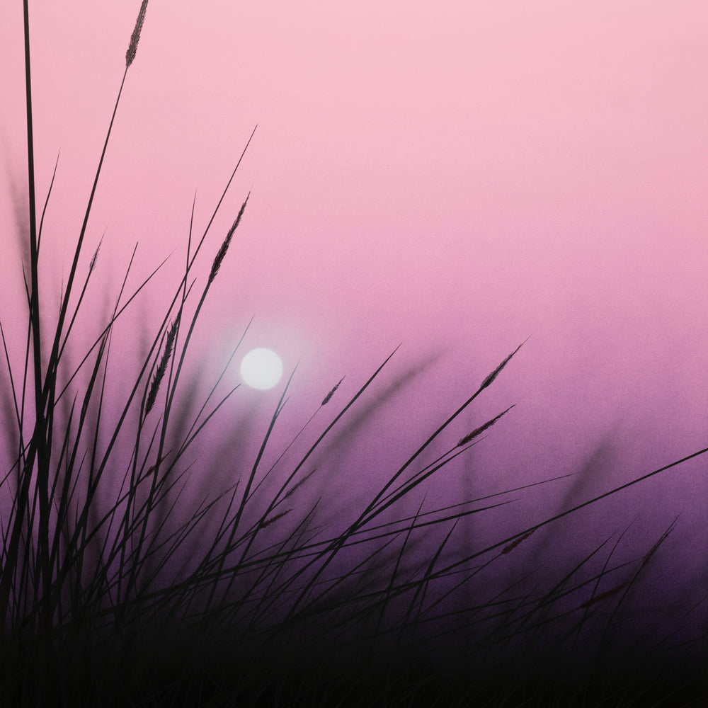 Softly Hidden