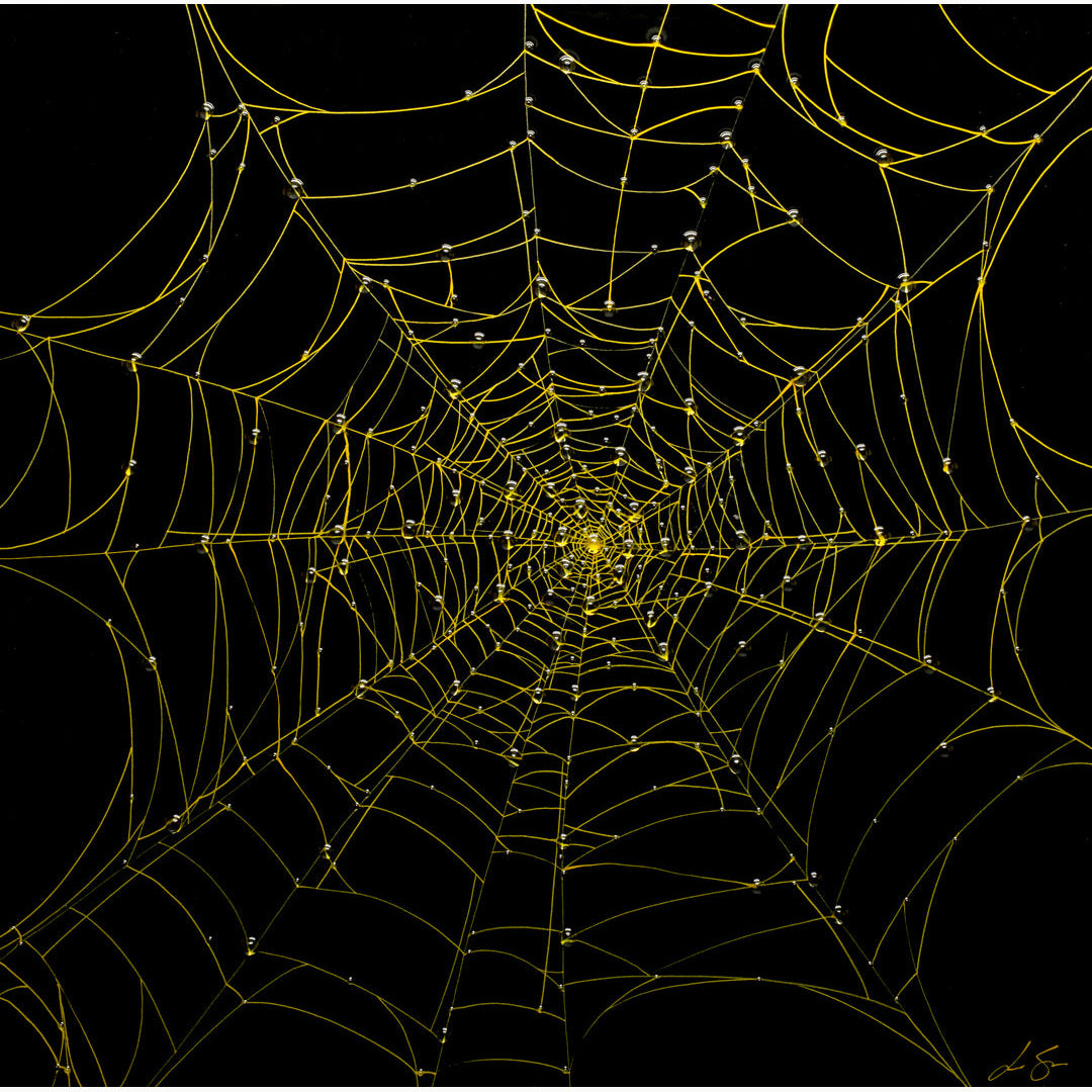 Nocturnal Network
