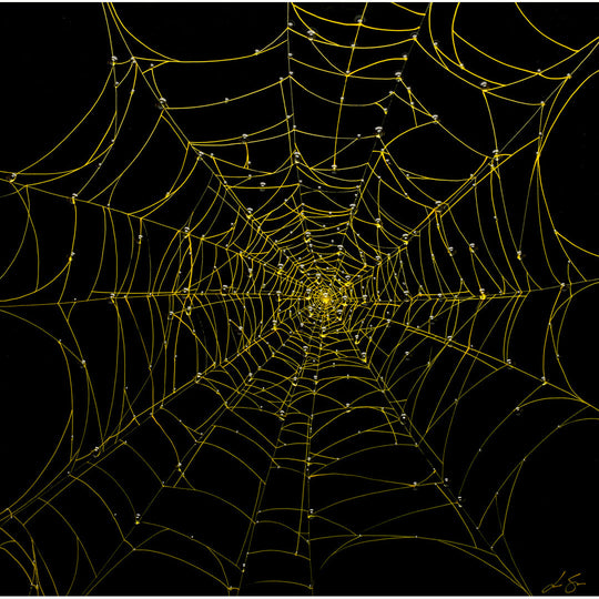 Nocturnal Network